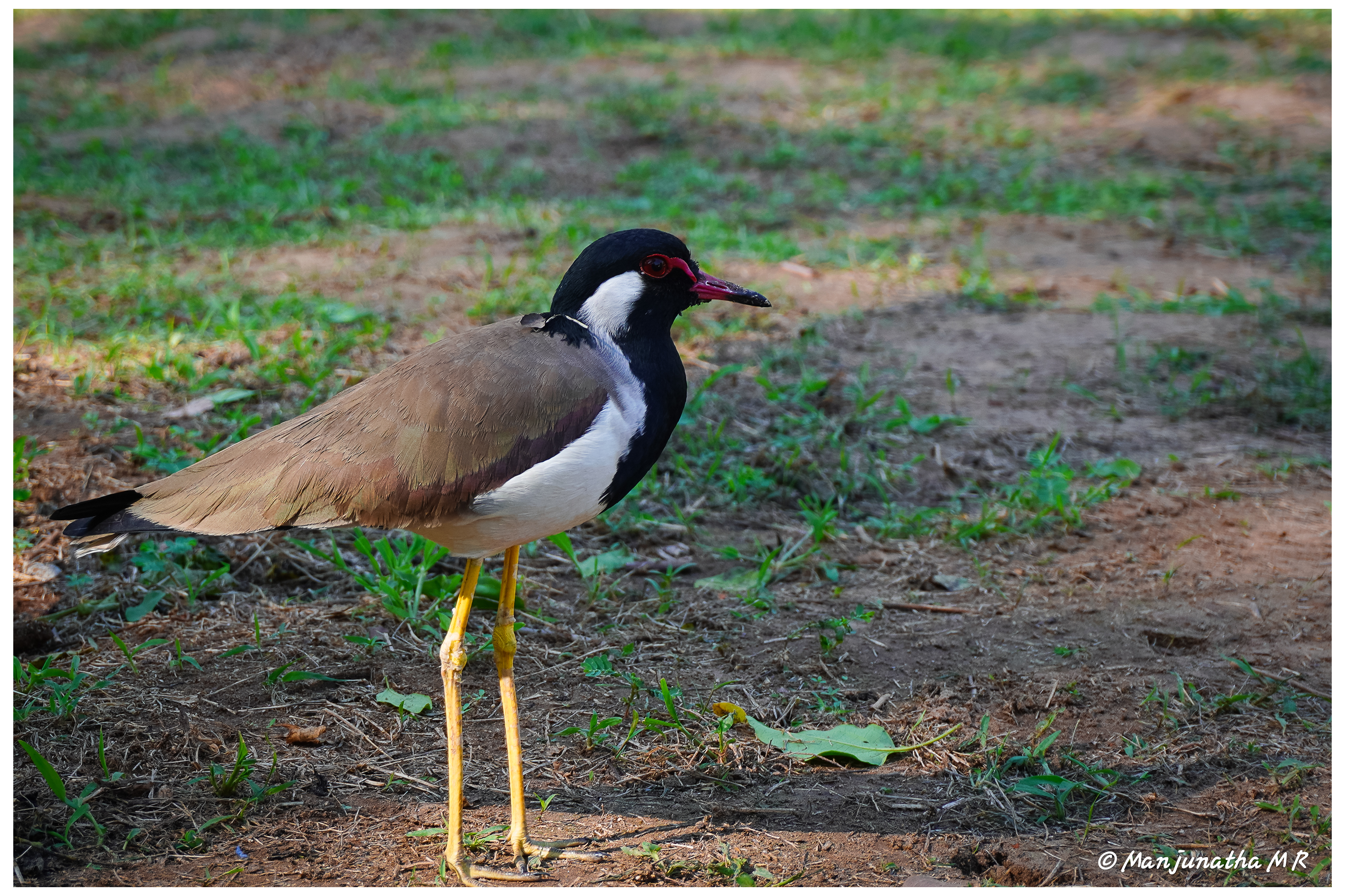 Recent Photography 1